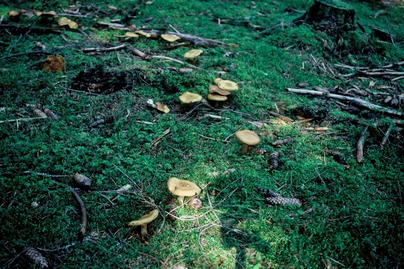 Cortinarius subhygrophanicus